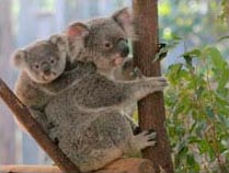 chlamydia-research-program-updated