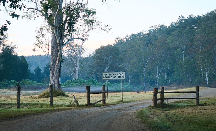 A kangaroo stands beneath a tree in a misty field in the early morning light.