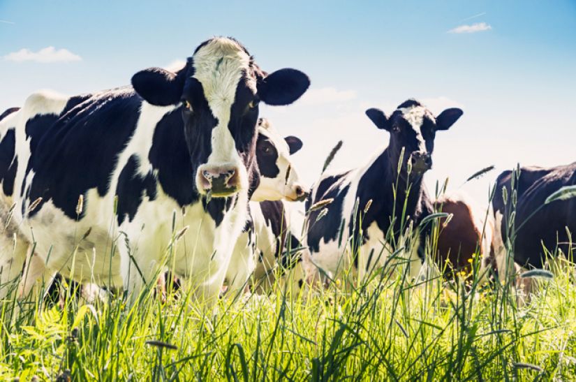Dairy cows standing in a field