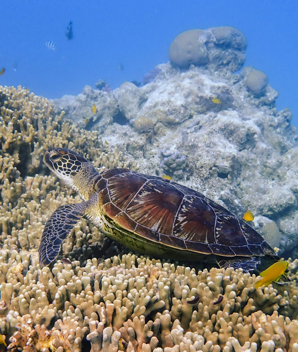 Turtle swimming in reef