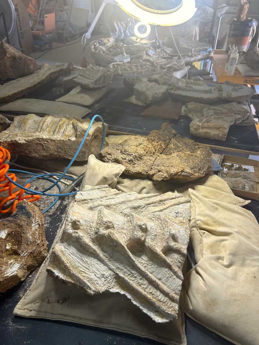 Fossil specimen laid out in the preparation lab