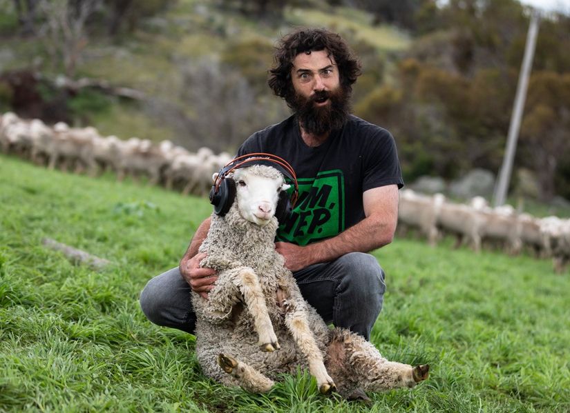 Benjamin Jackson looks at camera holding a sheep wearing a set of headphones. 