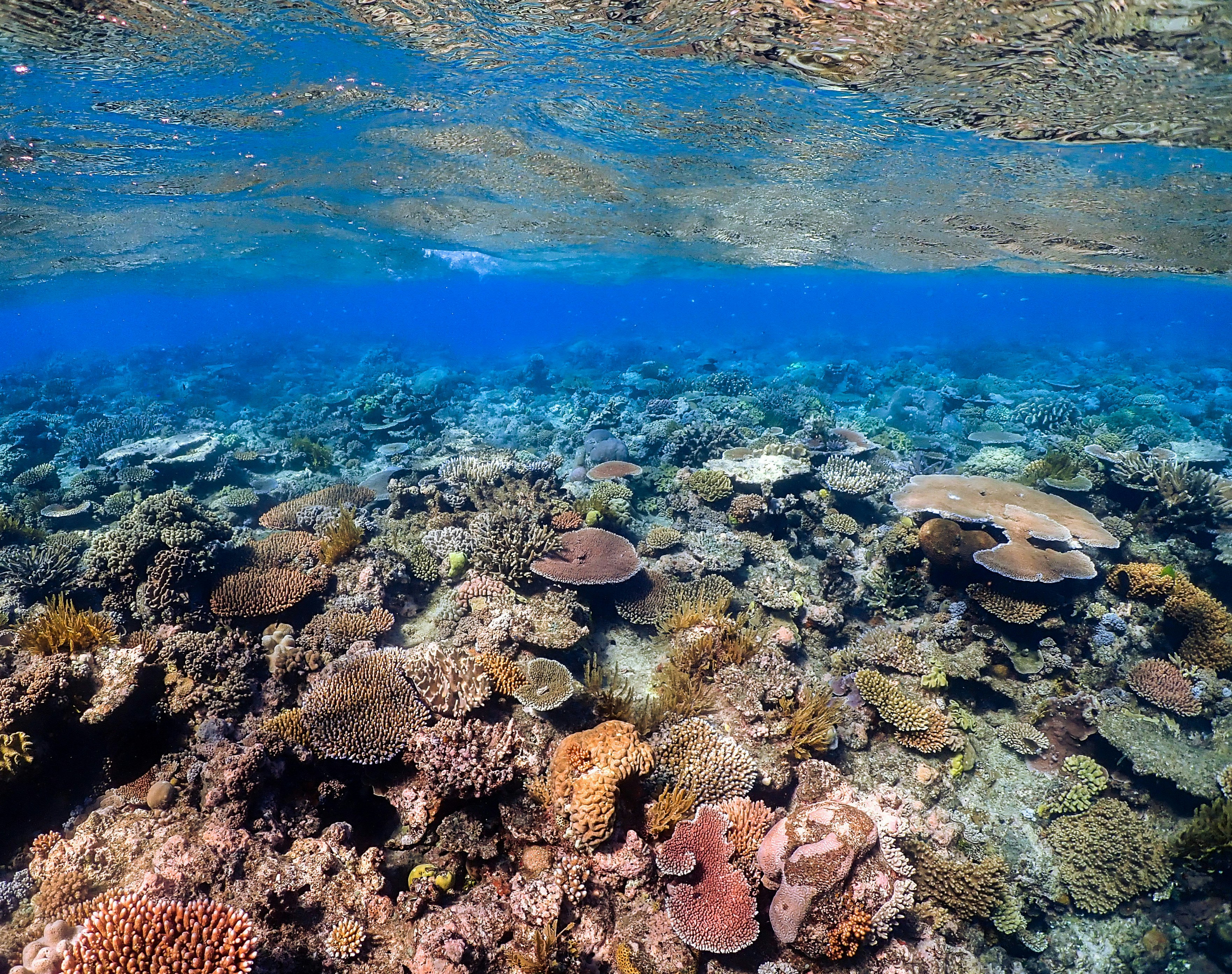 Coral reef