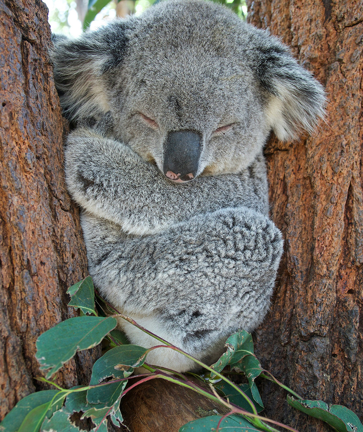 Koala sleeping in a gumtree