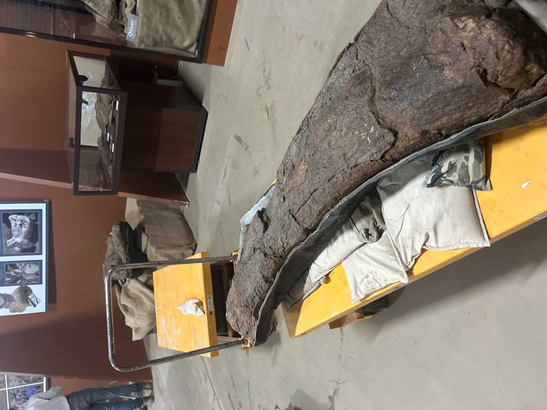 Fossil specimen laid out in the preparation 