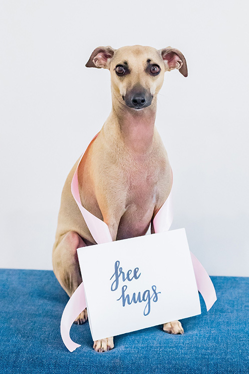 Evie the therapy dog wears a sign that says free hugs.