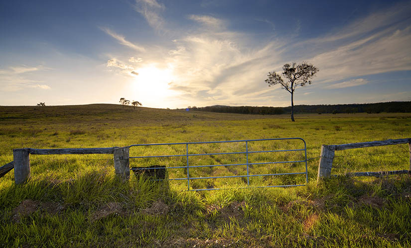 Warm sunlight illuminates grassy fields in outback Australia. In the foreground is a rusty gate and fence.