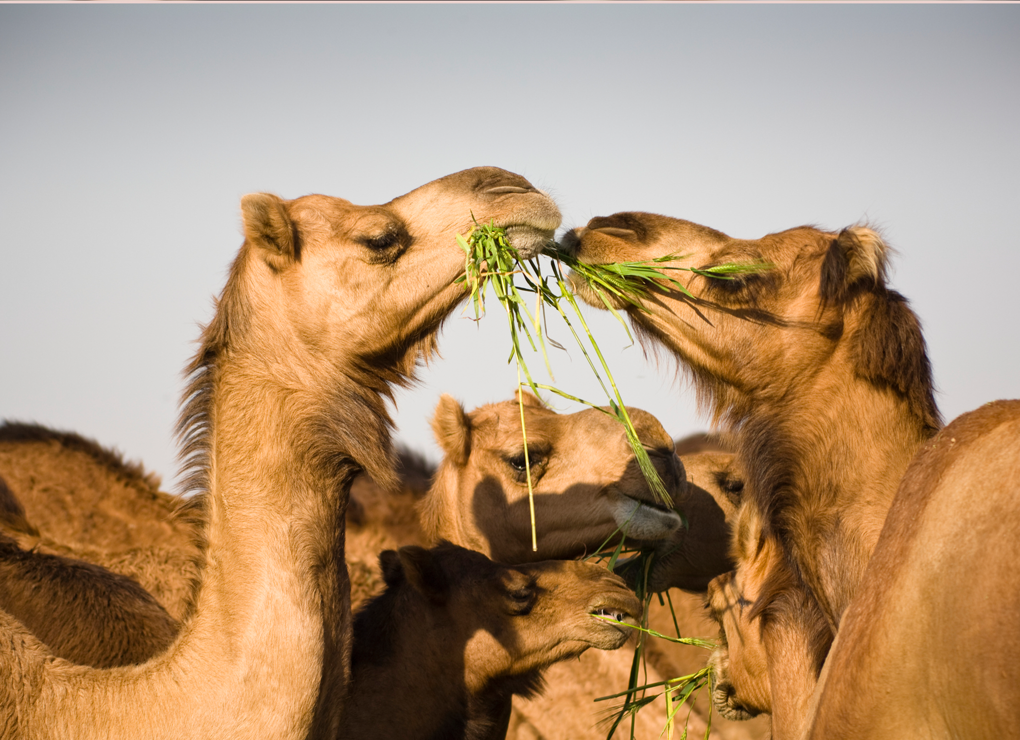 Two camels eating grass