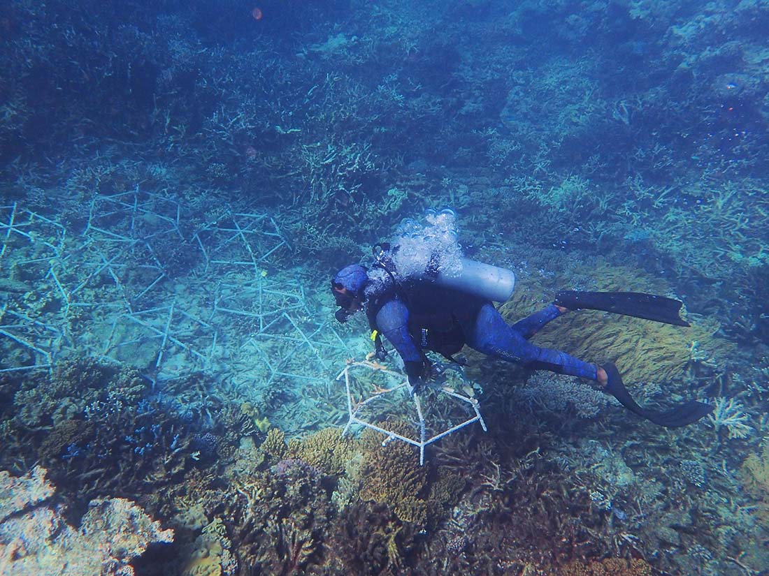 Applying reef stars to coral reef