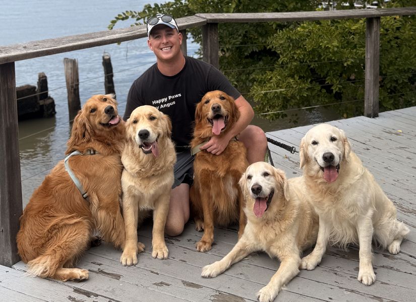 Angus with many fluffy golden retrievers