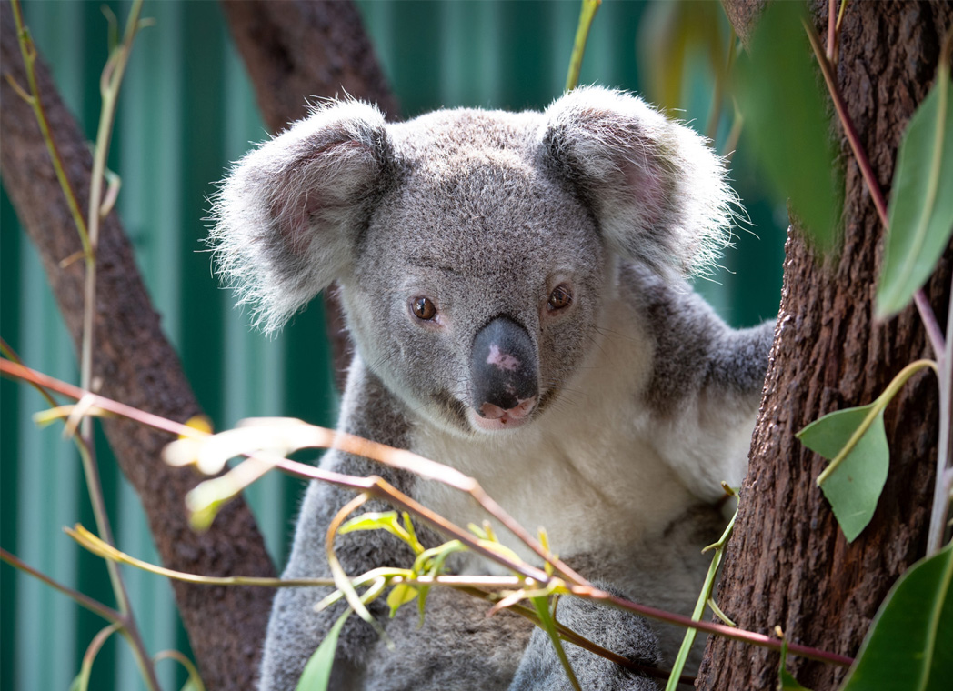 Koala in a gumtree