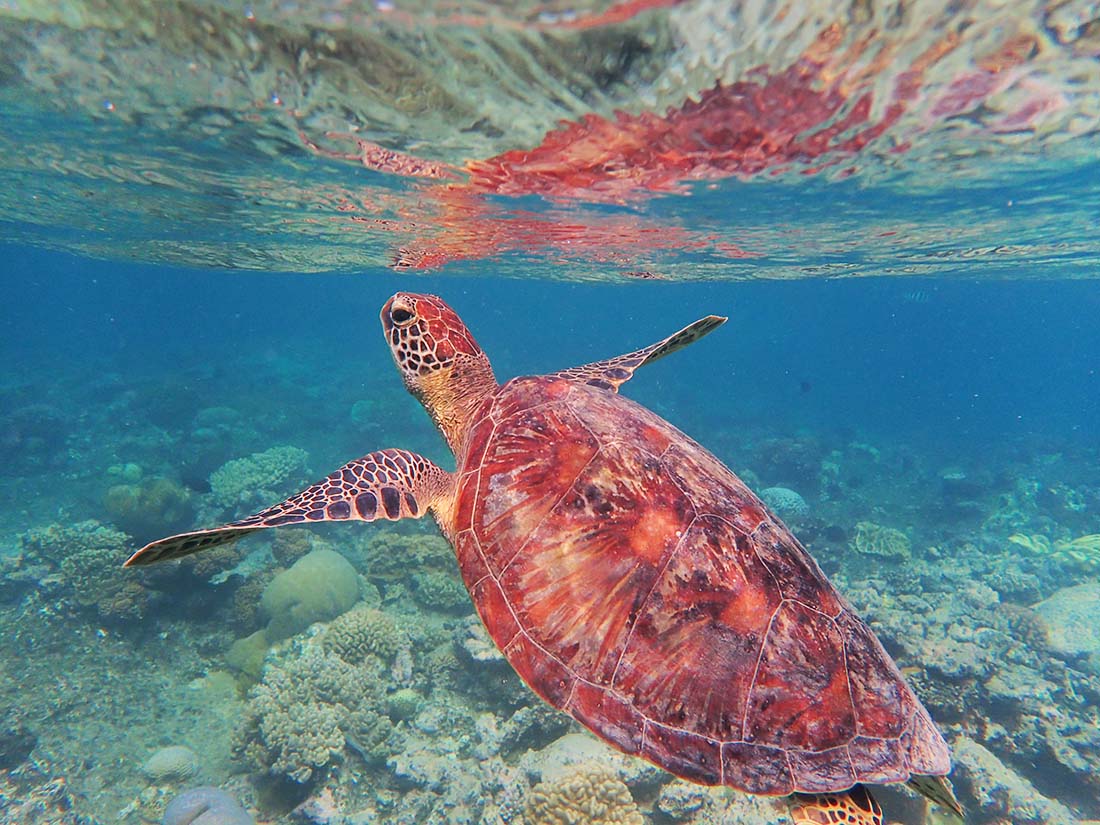 Sea turtle