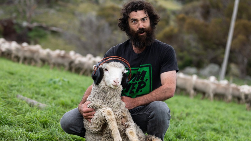 Benjamin Jackson sits with a sheep with headphones on. 