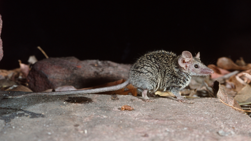 a small marsupial.