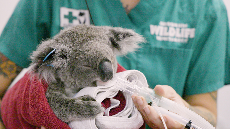 Koala chlamydia vaccine