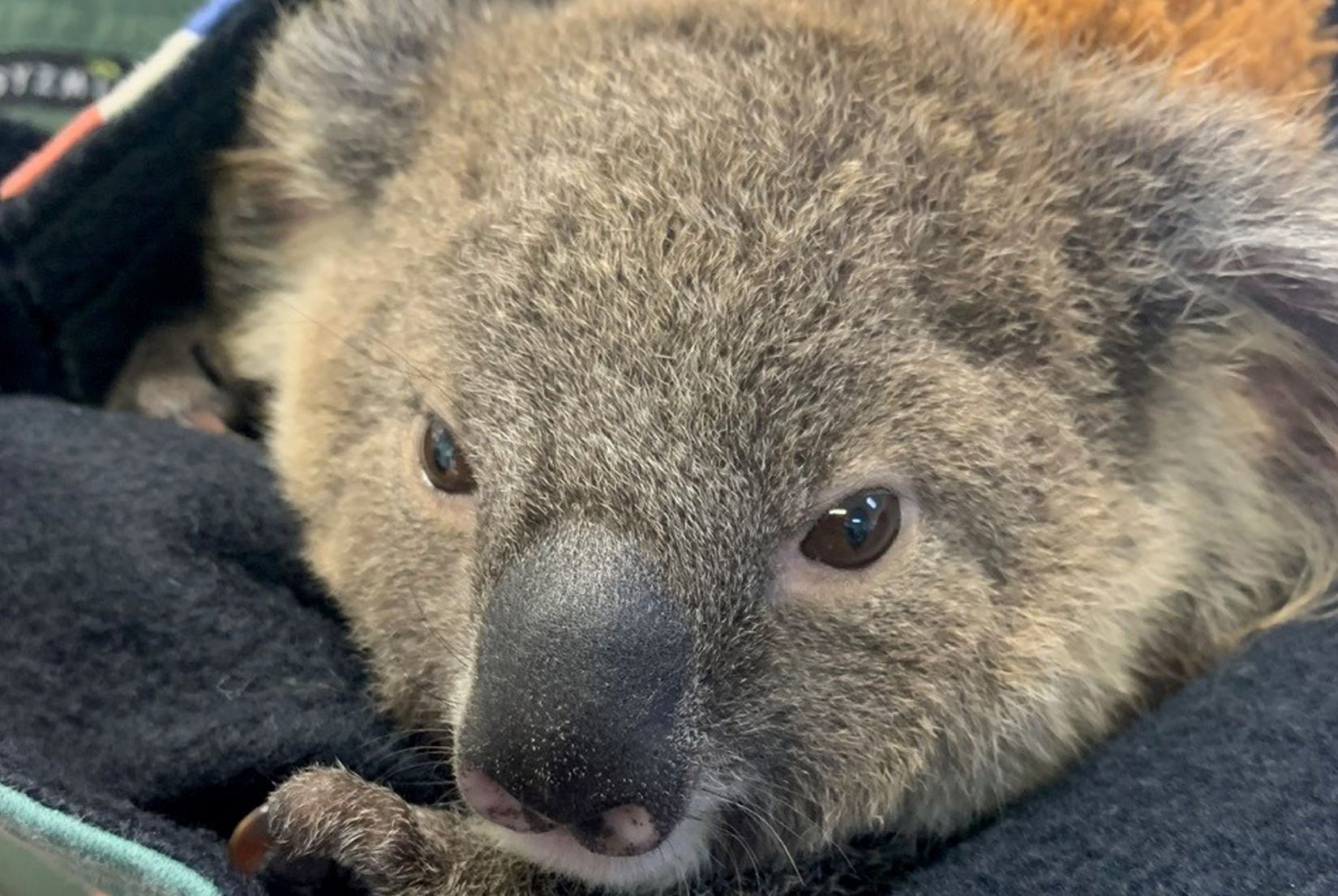 Just like kangaroos, baby koalas are called joeys