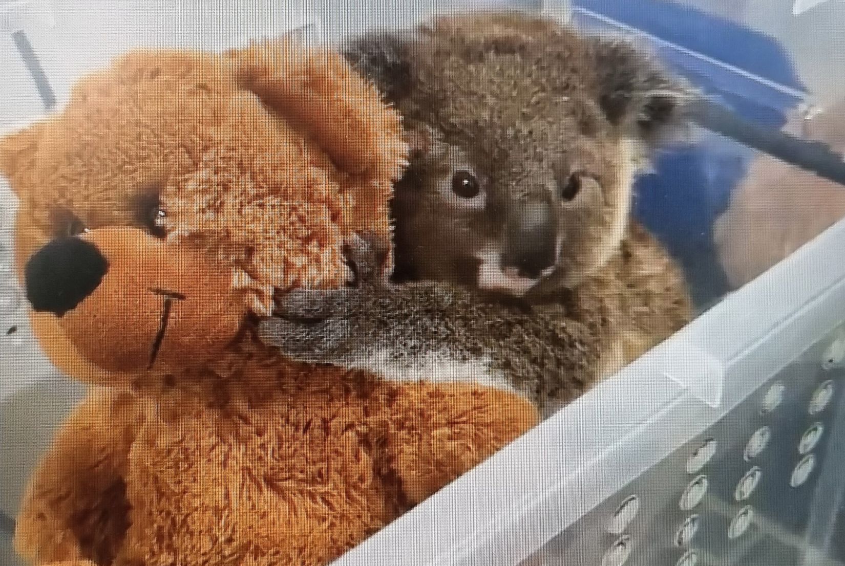 Koala with teddy bear