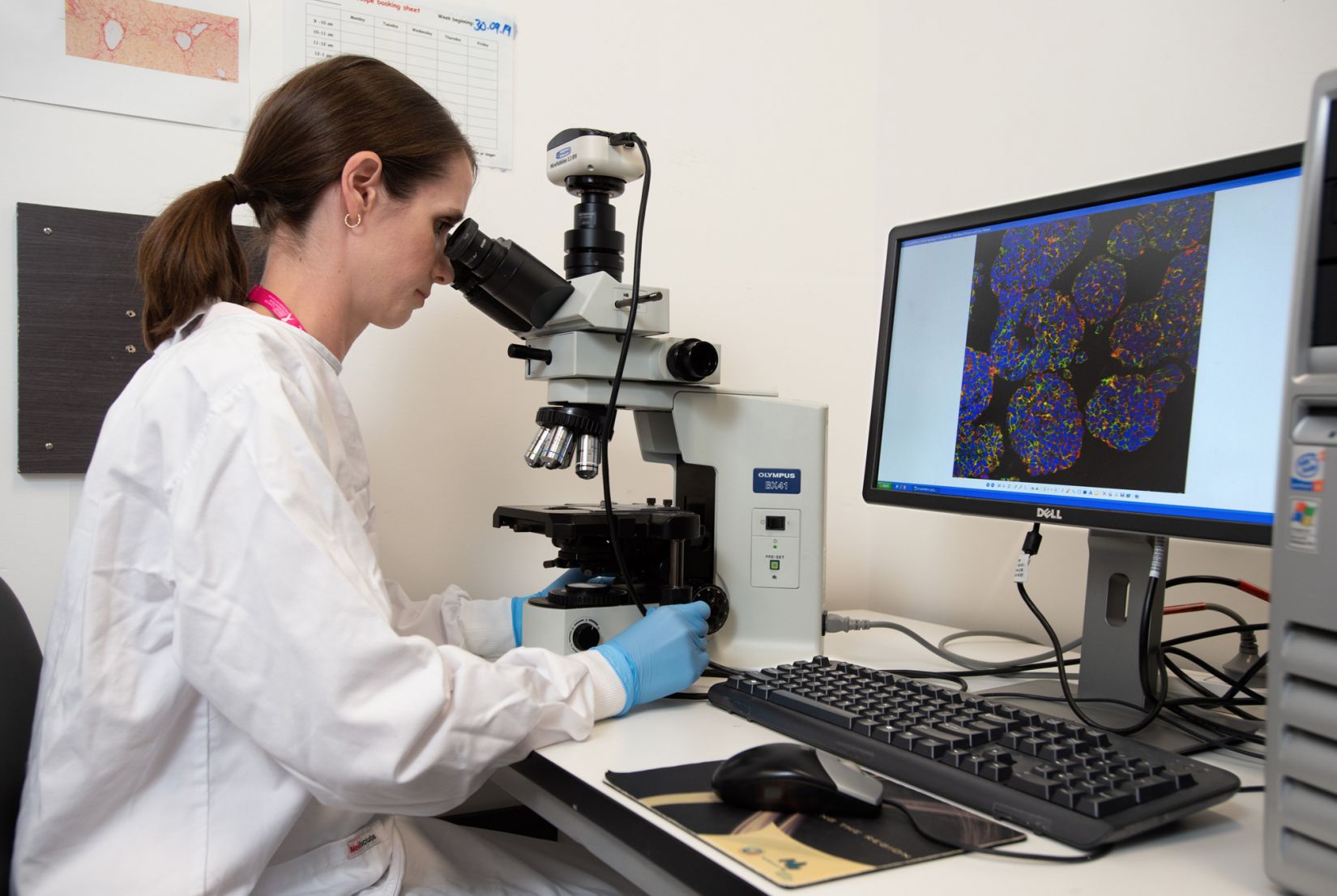 Associate Professor Laura Bray studying cancer cells under a microscope