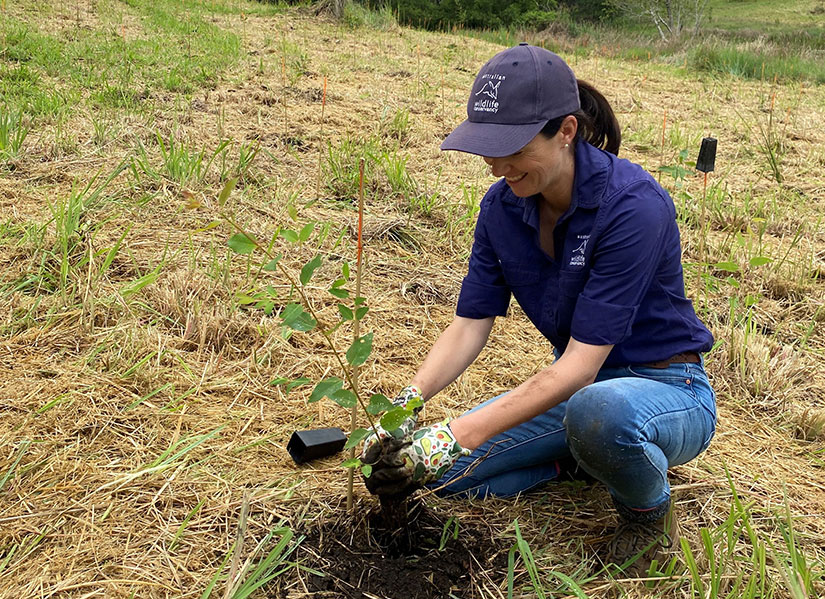 Gen planting trees at AWC's Curramore Wildlife Sanctuary