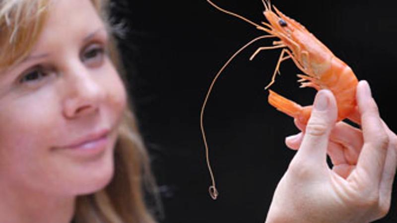 QUT - Prawnography shows captive bred prawns lack lust