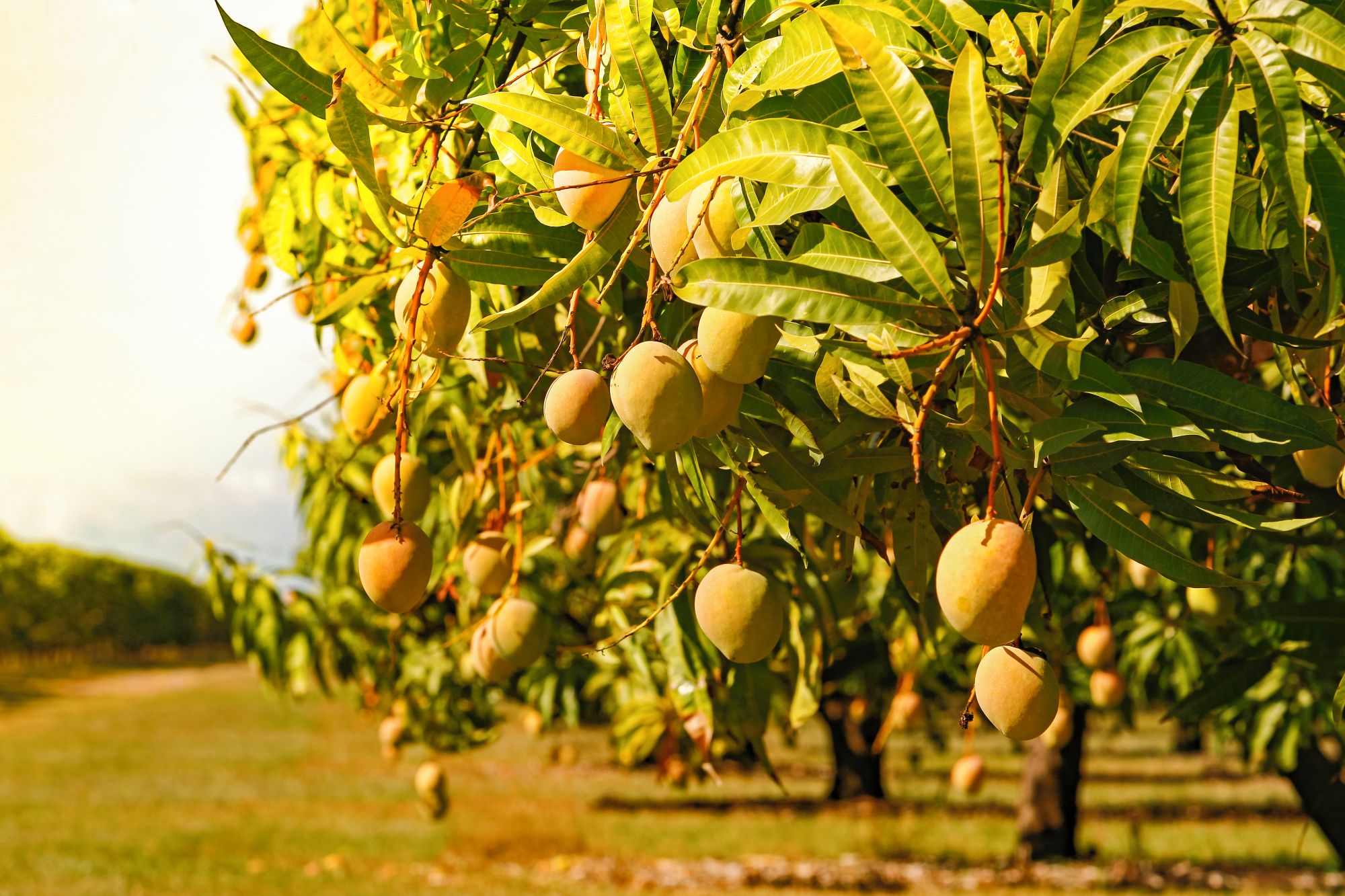 Почему растут плоды. Дерево манго манговое дерево. Египетское манго дерево. Манговое дерево с манго. Тайское манго дерево.