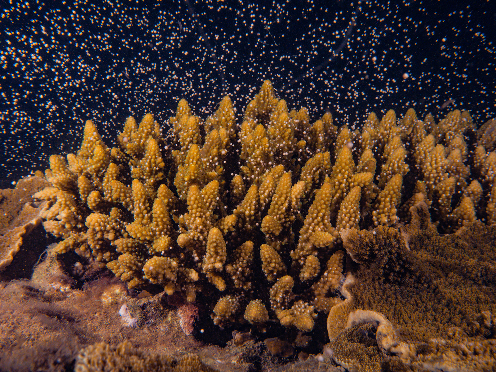 Coral spawning on the Great Barrier Reef