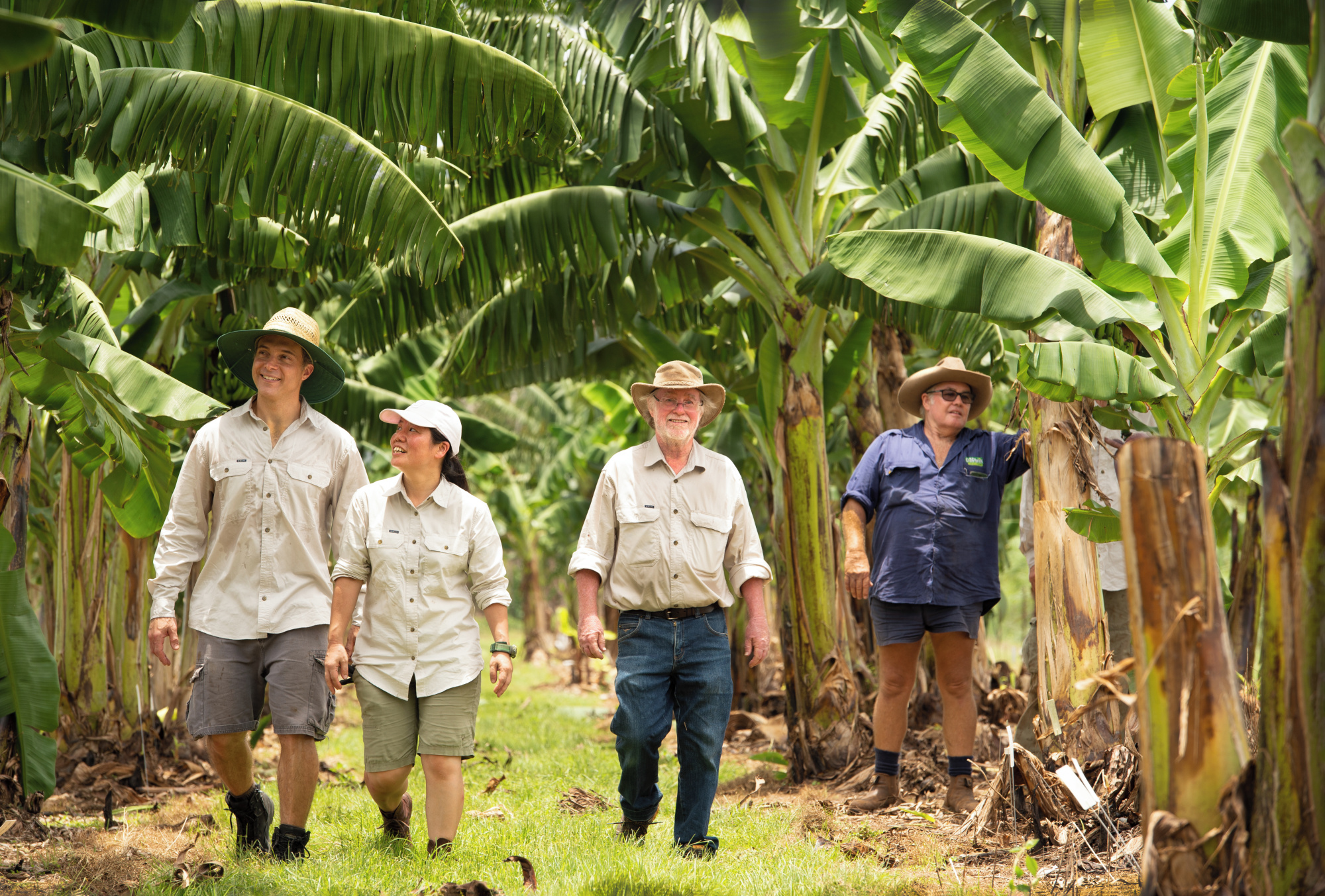 QUT El distinguido profesor James Dale y su equipo están probando la banana QCAV-4 en el sitio de prueba de campo de QUT en el Territorio del Norte. De izquierda a derecha: el Dr. Jean-Yves Paul, la Sra. Maiko Kato, el profesor Dale y el administrador de la granja, Mark Smith.