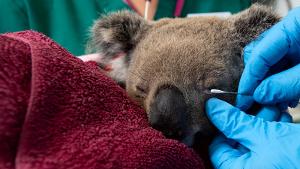 Help QUT researchers give koalas a shot at survival