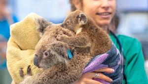 Joeys boost hopes that QUT vaccine can save our koalas 