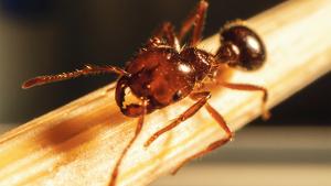 Behavioural science takes aim at fire ant threat 